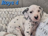 Chiots Dalmatien à vendre