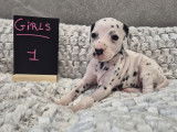 Chiots Dalmatien à vendre