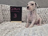 Chiots Dalmatien à vendre