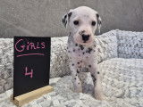 Chiots Dalmatien à vendre