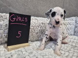 Chiots Dalmatien à vendre