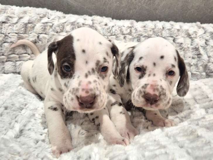 Chiots Dalmatien à vendre