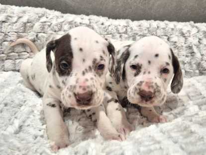 Chiots Dalmatien à vendre