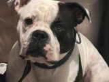Zeus, American Bully à vendre