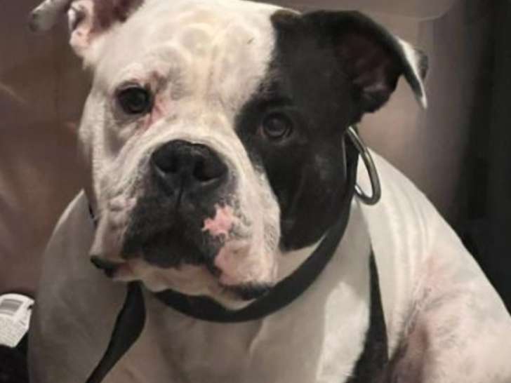 Zeus, American Bully à vendre