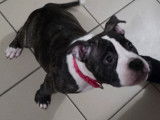 Chiot femelle American Bully à vendre