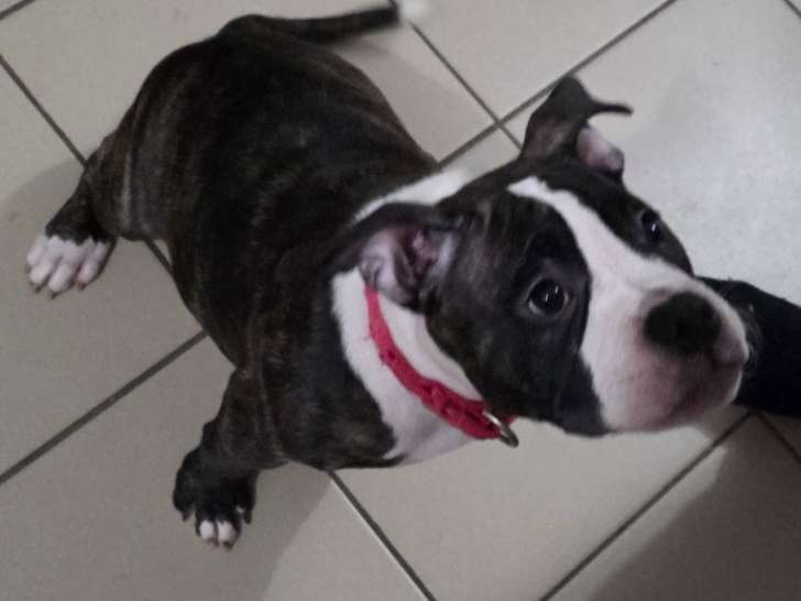 Chiot femelle American Bully à vendre