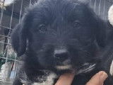 Buzz, chiot croisé Caniche à adopter en association