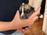 Chiots à adopter en association