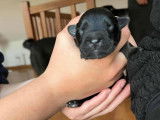 Benni