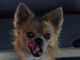 Petit Chihuahua Papillon au grand cœur disponible pour saillie
