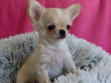 Magnifique chiot mâle Chihuahua à poil long LOF à vendre