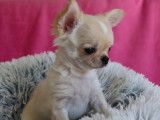 Magnifique chiot mâle Chihuahua à poil long LOF à vendre