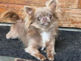 À vendre, 1chienne Chihuahua non-LOF de mars 2023
