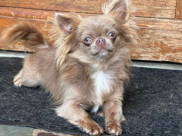 À vendre, 1chienne Chihuahua non-LOF de mars 2023