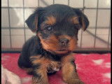 Chiot Yorkshire femelle à réserver
