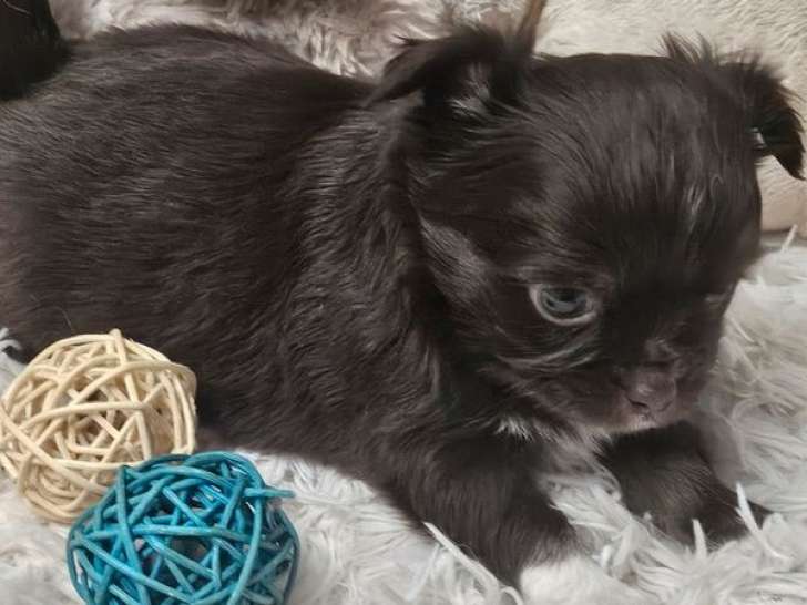 Réservation ouverte pour 5 chiots Chihuahuas LOF, 3 mâles et 2 femelles d'août 2025