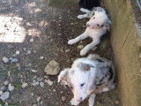 À réserver, 6 chiots Border Collies LOF, 2 mâles et 4 femelles d'août 2025, bleu merle et noir et blanc