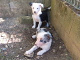 À réserver, 6 chiots Border Collies LOF, 2 mâles et 4 femelles d'août 2025, bleu merle et noir et blanc