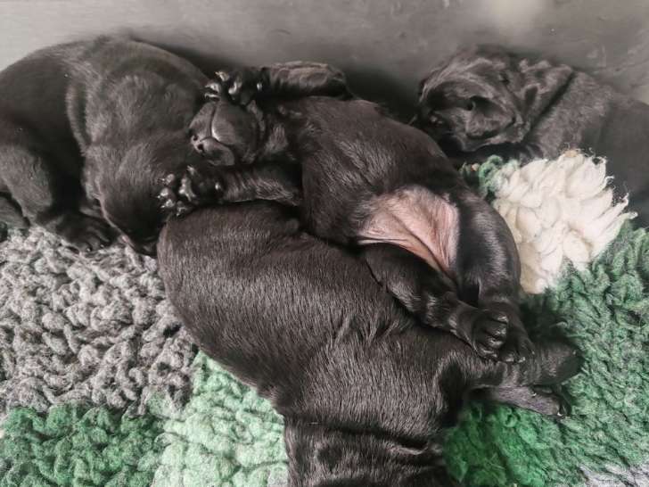 Réservation ouverte pour plusieurs femelles Labradors LOF noires