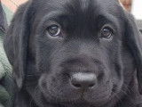 Réservation ouverte pour plusieurs femelles Labradors LOF noires
