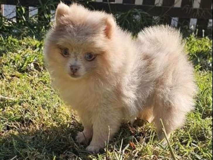 1 chiot Spitz Allemand mâle, rouge merle LOF d'août 2025 à réserver