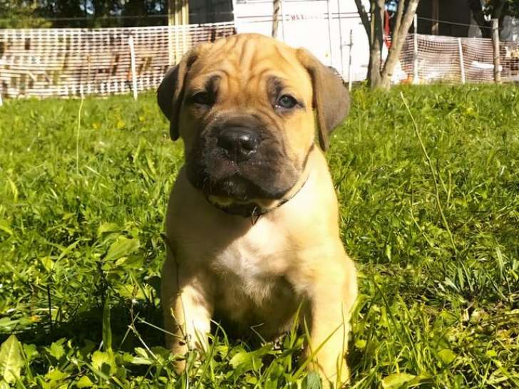 6 chiots Cane Corso LOF, 5 mâles et 1 femelle froment masque noir d'août 2025 à réserver