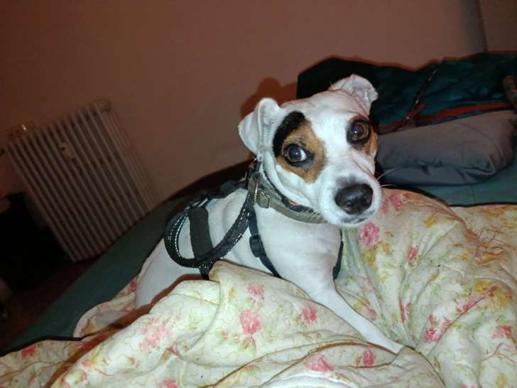 Nina, chienne Jack Russel à donner
