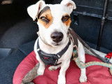Nina, chienne Jack Russel à donner
