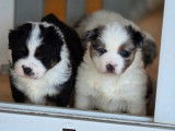 5 chiots Bergers Américains Miniatures LOF, 3 mâles et 2 femelles d'août 2025 à réserver