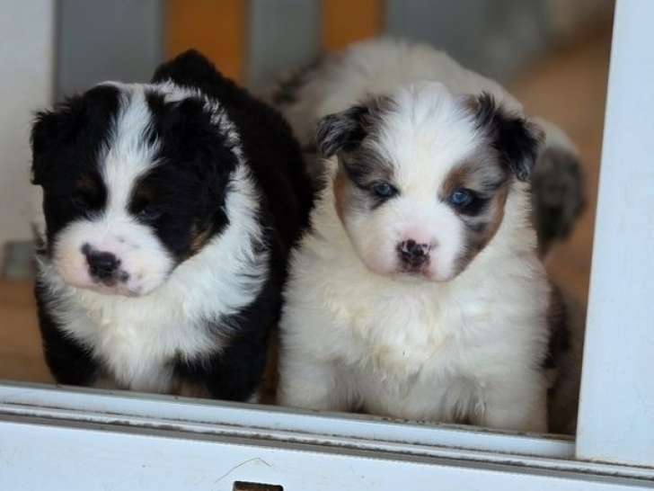 5 chiots Bergers Américains Miniatures LOF, 3 mâles et 2 femelles d'août 2025 à réserver