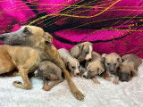 6 chiots Whippets LOF, 3 mâles et 3 femelles d'août 2025 à réserver