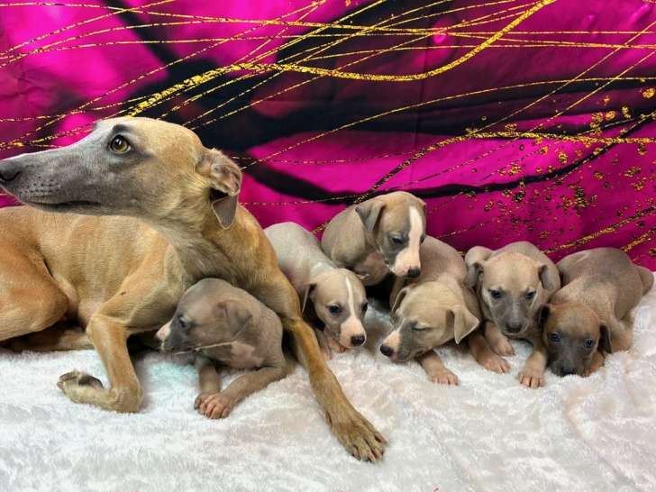 6 chiots Whippets LOF, 3 mâles et 3 femelles d'août 2025 à réserver