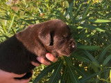 4 chiots Labradors Retrievers LOF, 2 mâles et 2 femelles chocolat de septembre 2025 à réserver
