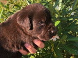 4 chiots Labradors Retrievers LOF, 2 mâles et 2 femelles chocolat de septembre 2025 à réserver