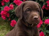 2 chiots Labradors Retrievers  2 femelles chocolat