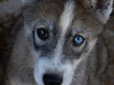 1 chiot Husky de Sibérie mâle, gris loup yeux vairons LOF de juin 2025 à vendre