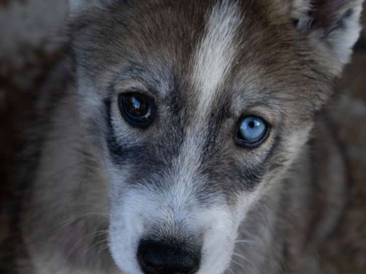 1 chiot Husky de Sibérie mâle, gris loup yeux vairons LOF de juin 2025 à vendre