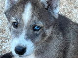 1 chiot Husky de Sibérie mâle, gris loup yeux vairons LOF de juin 2025 à vendre