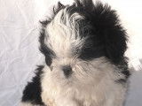 Chiots Shih Tzu LOF, mâles et femelles noirs et blancs ou tricolores à réserver