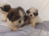 Chiots Shih Tzu LOF, mâles et femelles noirs et blancs ou tricolores à réserver