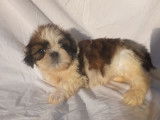 Chiots Shih Tzu LOF, mâles et femelles noirs et blancs ou tricolores à réserver