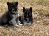 Des chiots Husky de Sibérie LOF mâles et femelles à vendre