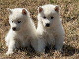 Des chiots Husky de Sibérie LOF mâles et femelles à vendre
