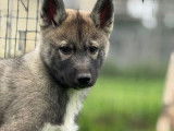 Des chiots Husky de Sibérie LOF mâles et femelles à vendre