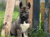 Des chiots Husky de Sibérie LOF mâles et femelles à vendre