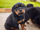 Des chiots femelles Rottweilers LOF à réserver