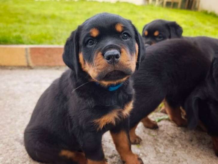Des chiots femelles Rottweilers LOF à réserver