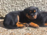 Des chiots femelles Rottweilers LOF à réserver