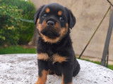 Des chiots femelles Rottweilers LOF à réserver